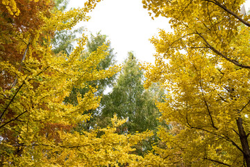 Beautiful and colorful autumn landscape, yellow, orange and red.