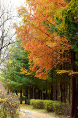 Beautiful and colorful autumn landscape, yellow, orange and red.