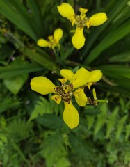 Close-up top view of bright yellow with brown spots of trimezia flowers blooming in tropical garden outdoors on natural background