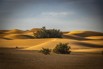 golden sand dunes of erg chebbi, merzouga, morocco, desert, north africa, shrub, bushes, sahara