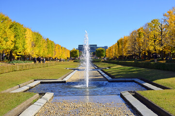 Gingkoes and canal in Showa Kinen Park in Tachikawa city, Tokyo