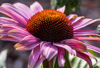 Roter Sonnenhut (Purpur-Sonnenhut), Echinacea purpurea