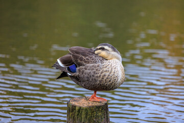 池の杭の上で休むカルガモ