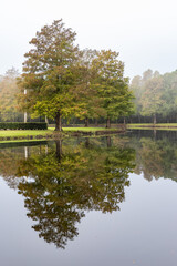 Fototapeta na wymiar tree on the lake