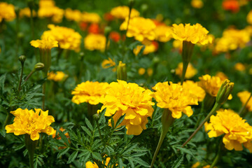 マリーゴールド