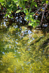 leaves on the river