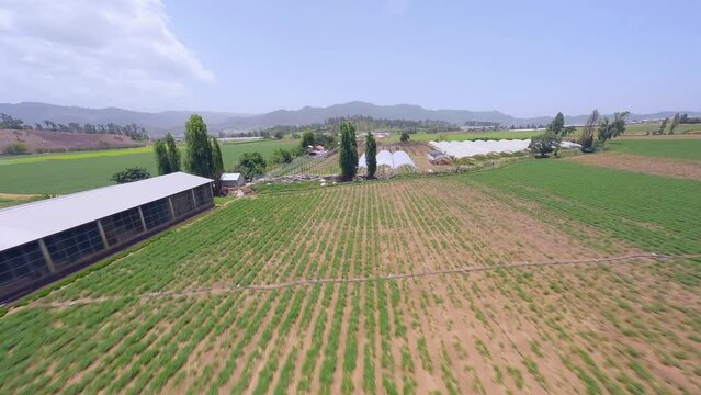 Fpv shot of Panoramic View Of Agricultural Fields, Constanza Valley, Dominican