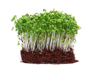 Fresh micro greens on white background