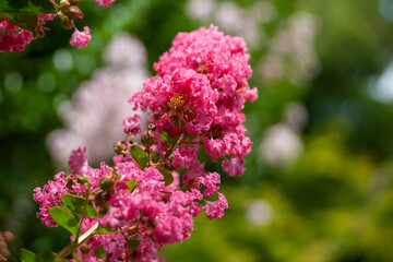 サルスベリ（百日紅）