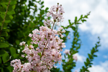 サルスベリ（百日紅）