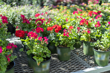 flowers in a garden