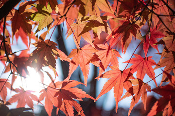 紅葉