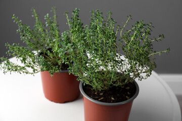 Aromatic green thyme in pots on white table