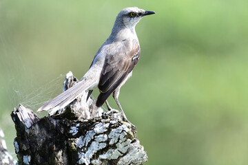 View of a Tropical Mockingbird (Mimus gilvus) on top of a tree stump