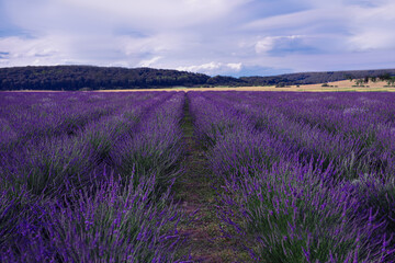 Fototapeta na wymiar Picturesque view of beautiful blooming lavender field