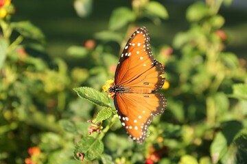 Beautiful orange Monarch butterfly on plant outdoors
