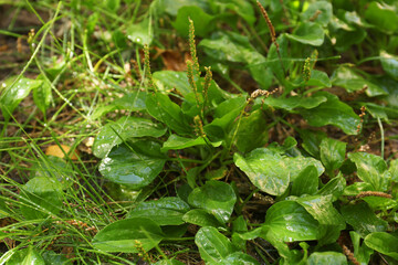 Beautiful green broadleaf plantain plants growing outdoors on sunny day