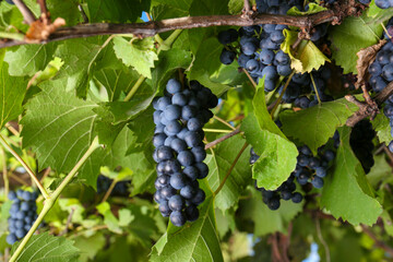 Ripe juicy grapes growing on branch in vineyard