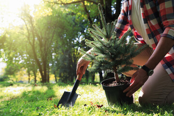 Man planting conifer tree in park on sunny day, closeup - obrazy, fototapety, plakaty