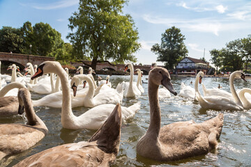 Swans in the river in Stratford-upon-Avon
