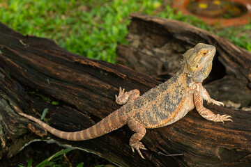 bearded dragon on ground with blur background