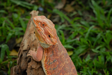 bearded dragon on ground with blur background