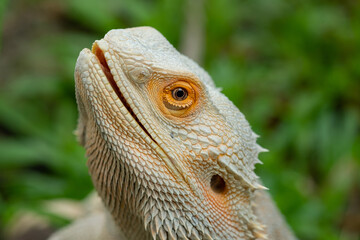 bearded dragon on ground with blur background
