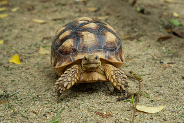 Sucata tortoise on the ground
