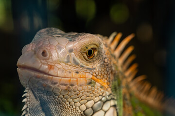 lizard, animal, green lizard with blur background