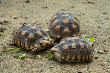 Sucata tortoise on the ground