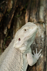 bearded dragon on ground with blur background