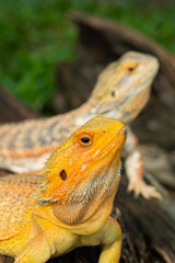 bearded dragon on ground with blur background