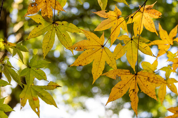 Fototapeta premium 色づき始めた公園の紅葉