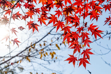 色づき始めた公園の紅葉