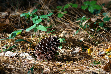 転がる松笠は秋のイメージ