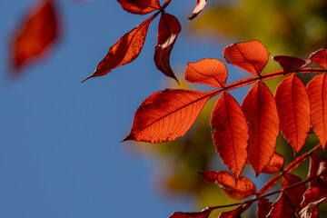 Obraz premium 青空と赤く色づいた葉
