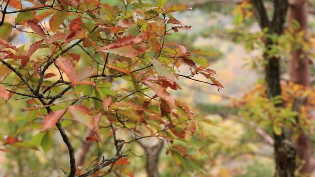 秋の森で鮮やかに紅葉した風に揺れる葉