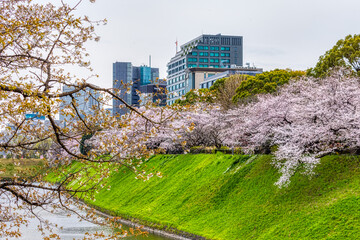 (東京都ｰ都市風景)春の千鳥ヶ淵周辺の風景５