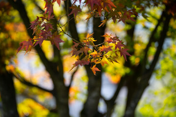 紅葉した葉