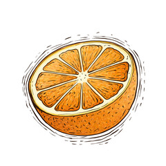 Orange fruit illustration