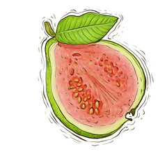 Guava fruit illustration