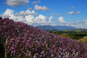 Fototapeta premium Margaret flower field On Khao Kho, Thailand Beautiful purple flowers, Margaret flowers, are popular for planting as ornamental plants. and convey sincerity, true love