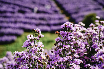Obraz premium Margaret flower field On Khao Kho, Thailand Beautiful purple flowers, Margaret flowers, are popular for planting as ornamental plants. and convey sincerity, true love
