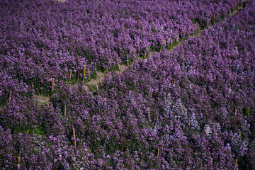 Obraz premium Margaret flower field On Khao Kho, Thailand Beautiful purple flowers, Margaret flowers, are popular for planting as ornamental plants. and convey sincerity, true love