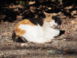 うたた寝する猫