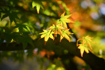 秋　葉
