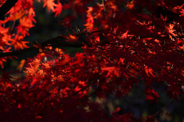 紅葉　秋