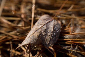 落ち葉