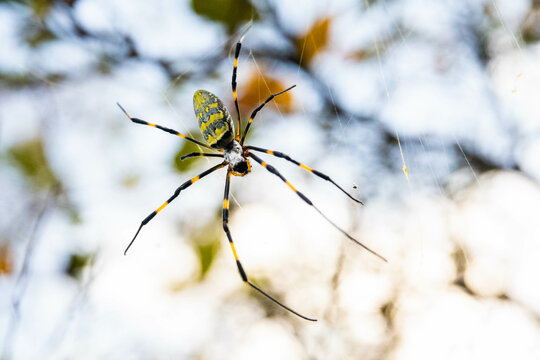 Beautiful japanese yellow joro spider in the net