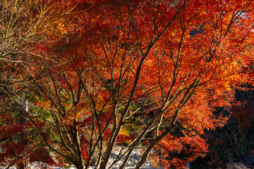 紅葉　秋